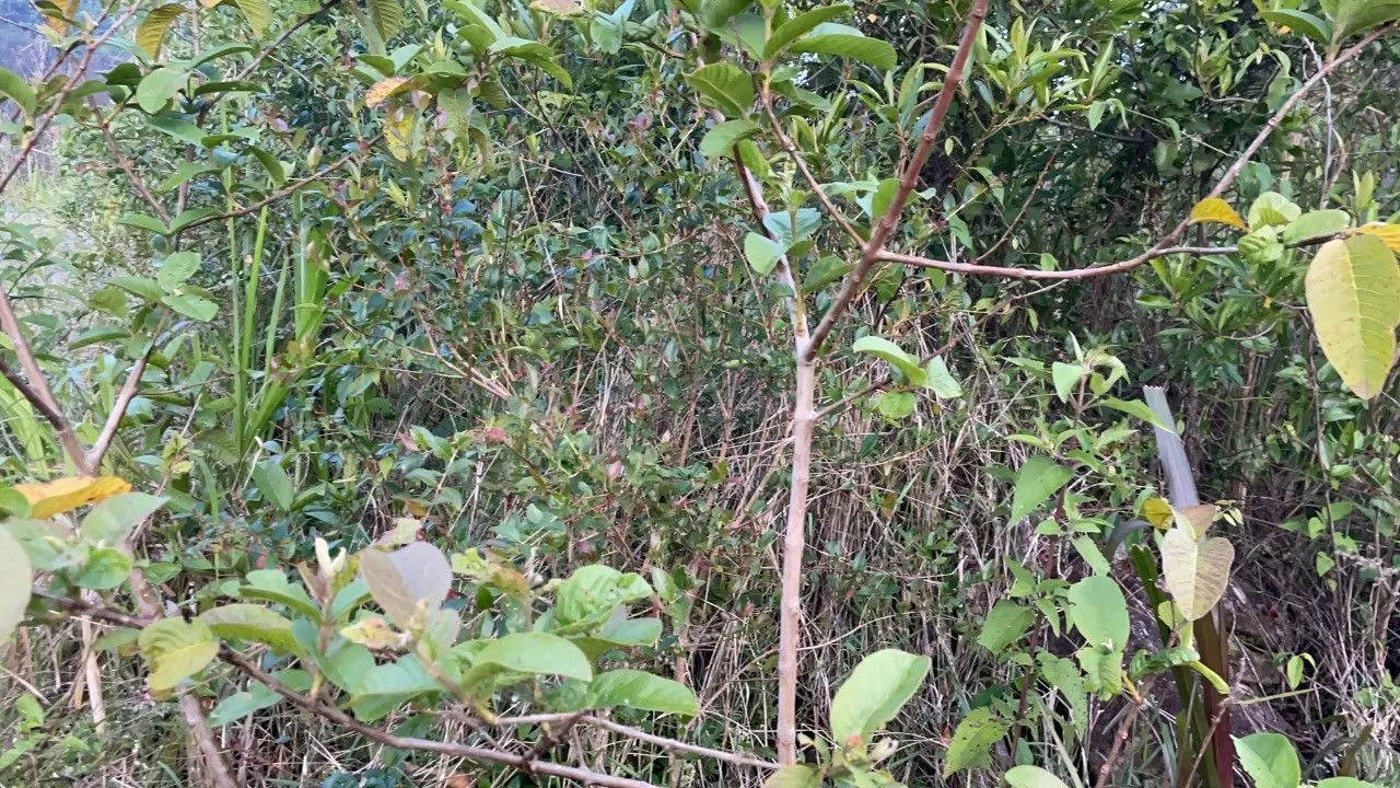 Plot for sale of 3,478 m² in Caraá, RS, Brazil