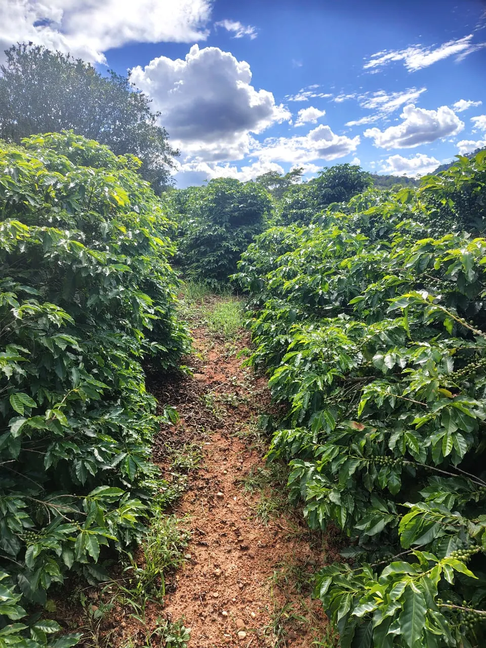 Sítio à venda de 12 ha em Monte Santo de Minas, MG, Brasil
