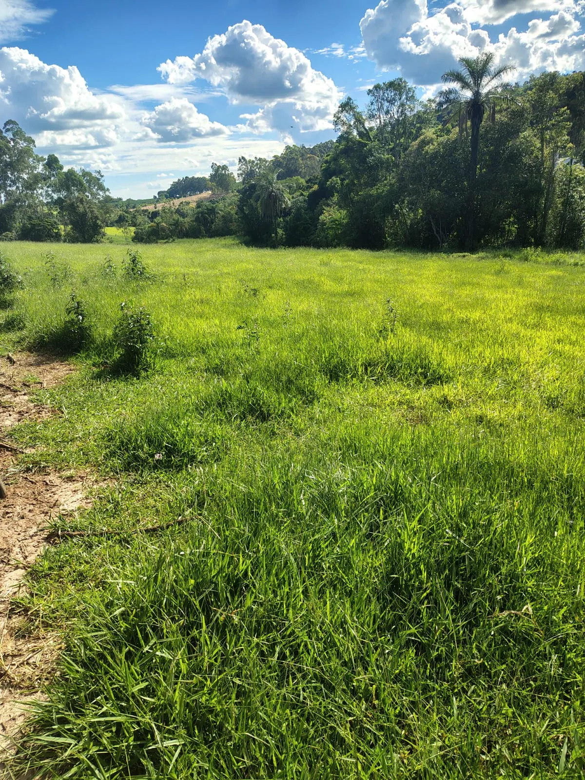 Sítio à venda de 12 ha em Monte Santo de Minas, MG, Brasil