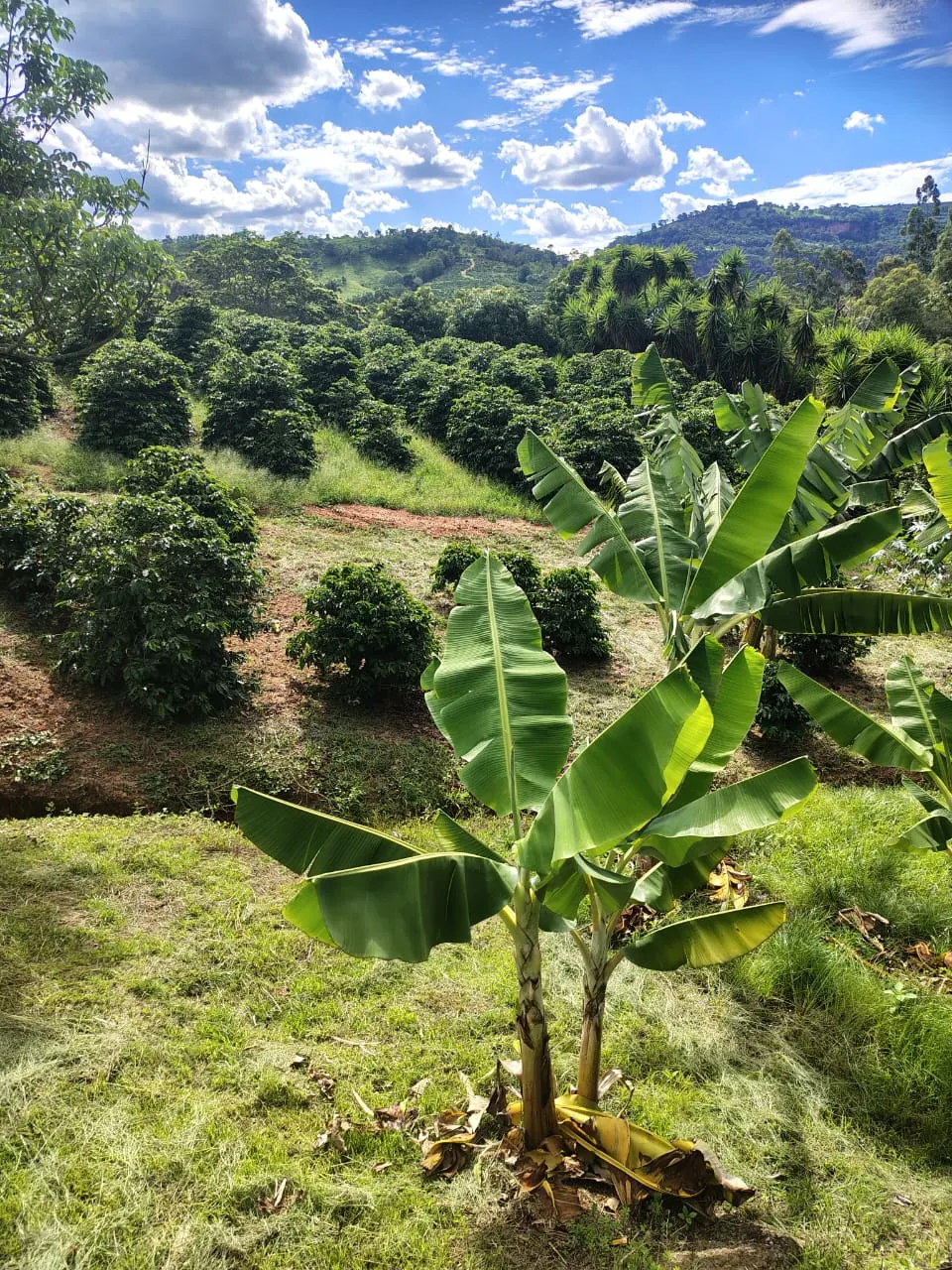 Sítio à venda de 12 ha em Monte Santo de Minas, MG, Brasil