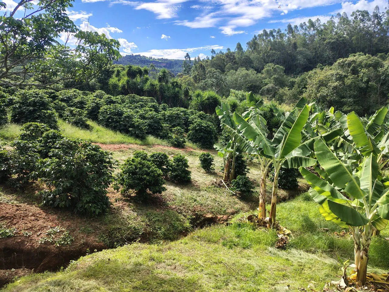 Sítio à venda de 12 ha em Monte Santo de Minas, MG, Brasil