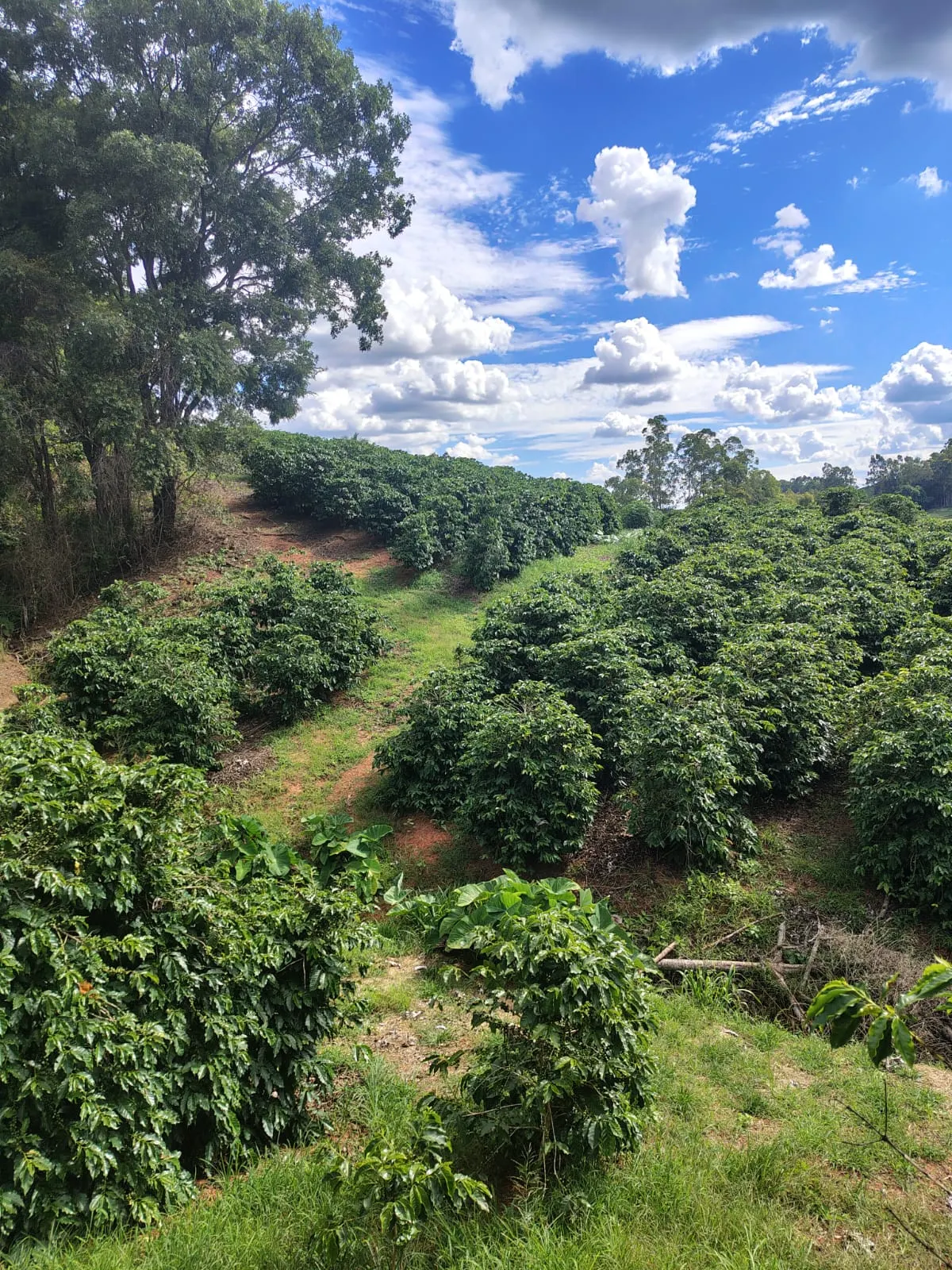 Sítio à venda de 12 ha em Monte Santo de Minas, MG, Brasil