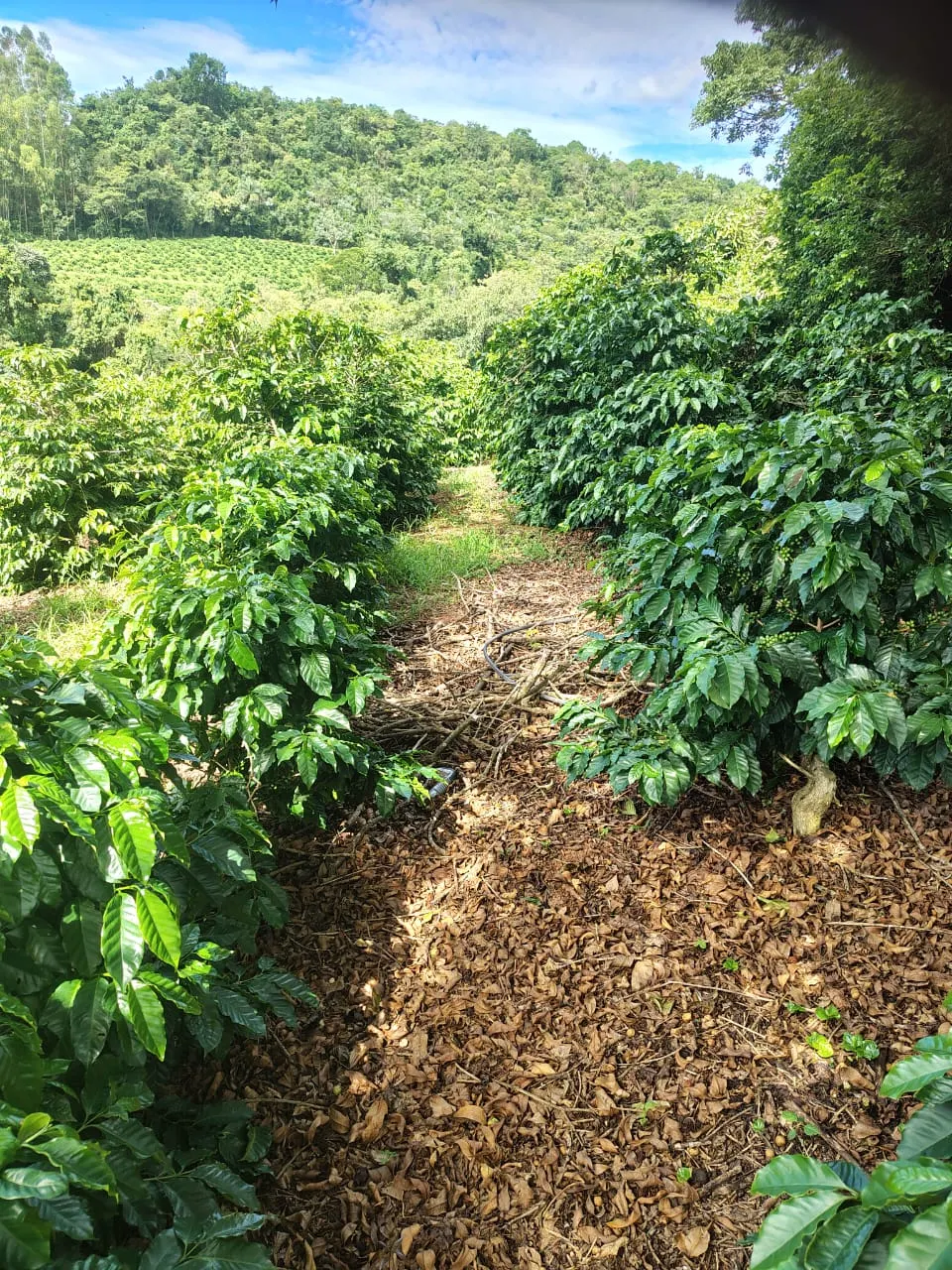 Sítio à venda de 12 ha em Monte Santo de Minas, MG, Brasil