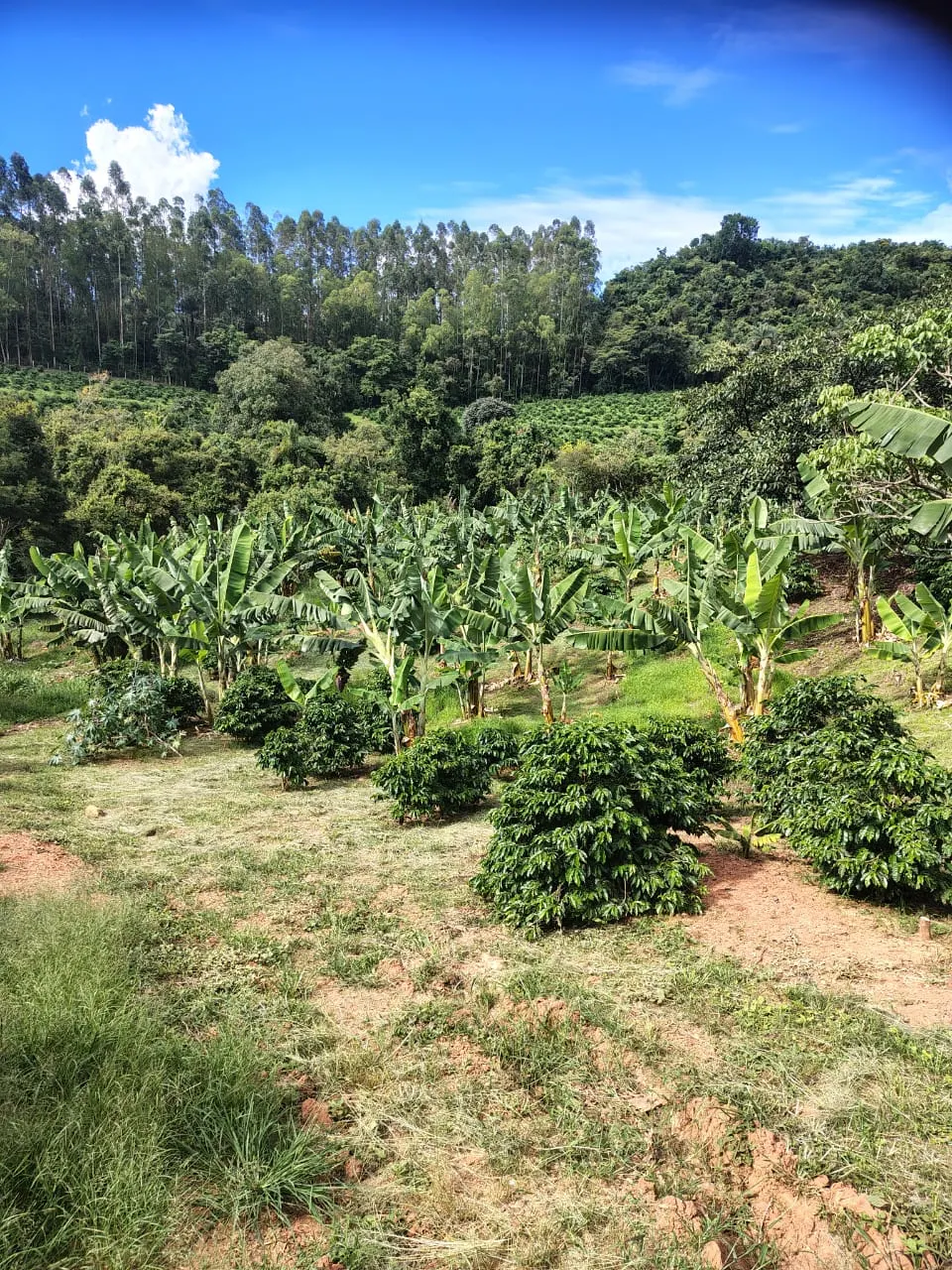 Sítio à venda de 12 ha em Monte Santo de Minas, MG, Brasil