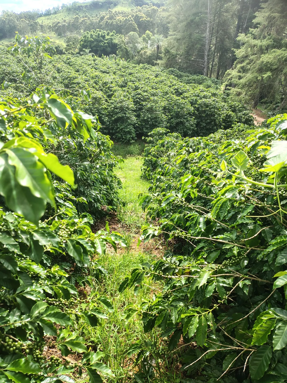 Sítio à venda de 12 ha em Monte Santo de Minas, MG, Brasil
