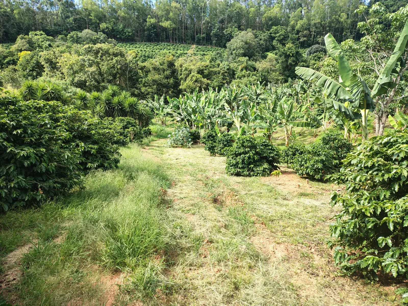 Sítio à venda de 12 ha em Monte Santo de Minas, MG, Brasil