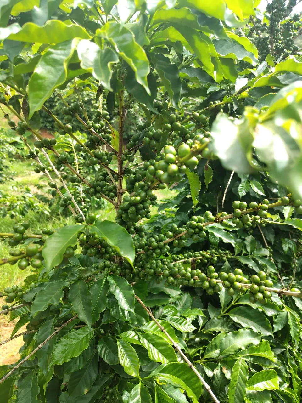 Sítio à venda de 12 ha em Monte Santo de Minas, MG, Brasil