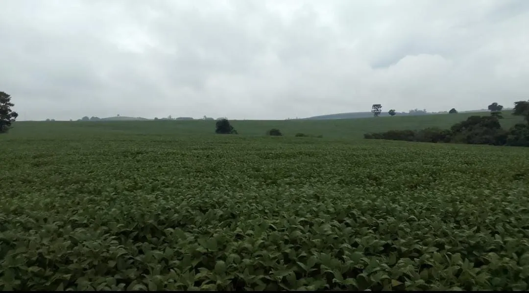 Farm for sale of 293 acres in Itapetininga, SP, Brazil