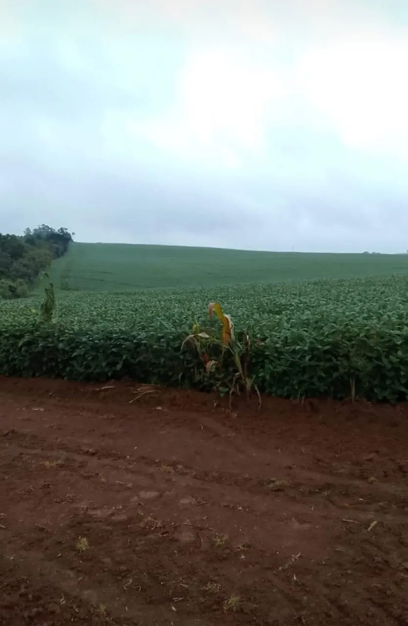 Farm for sale of 293 acres in Itapetininga, SP, Brazil