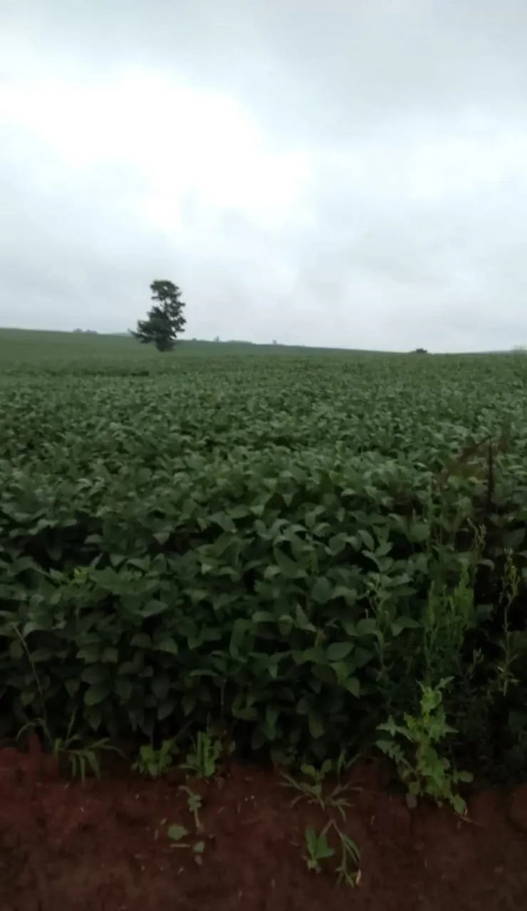Farm for sale of 293 acres in Itapetininga, SP, Brazil