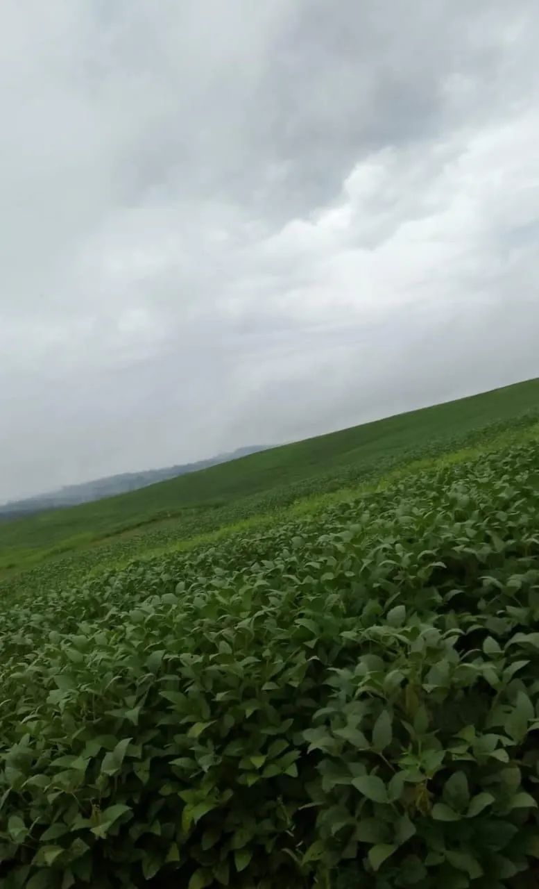 Farm for sale of 293 acres in Itapetininga, SP, Brazil