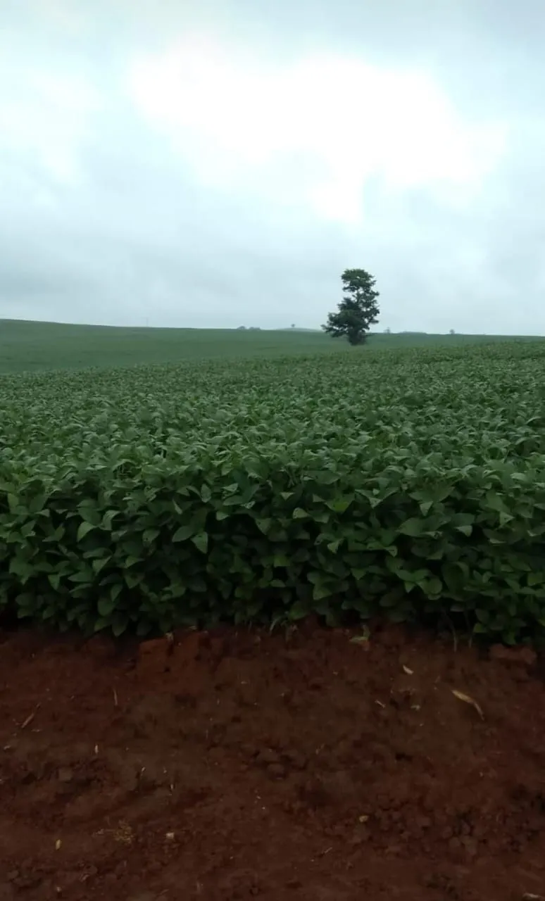 Farm for sale of 293 acres in Itapetininga, SP, Brazil