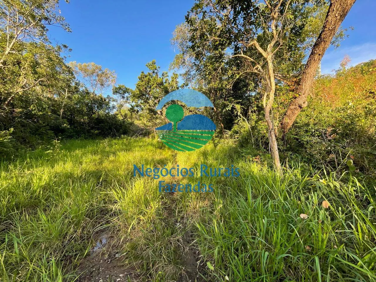 Fazenda à venda de 145 ha em Campinaçu, GO, Brasil