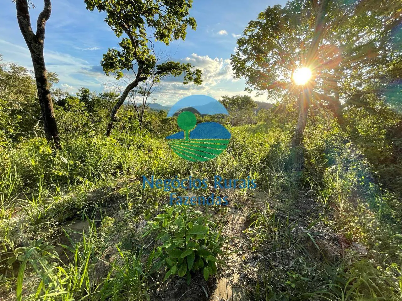 Fazenda à venda de 145 ha em Campinaçu, GO, Brasil