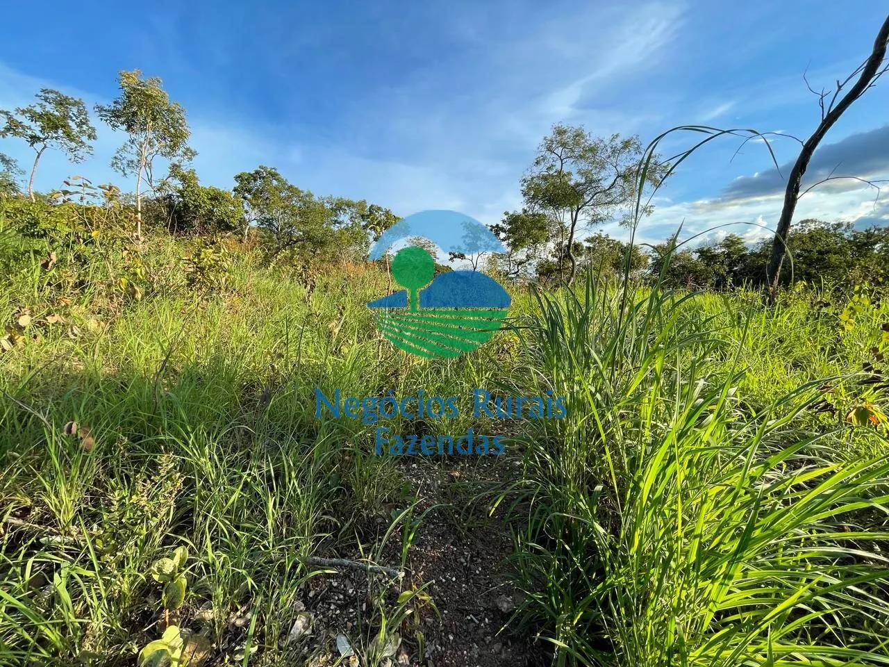 Fazenda à venda de 145 ha em Campinaçu, GO, Brasil