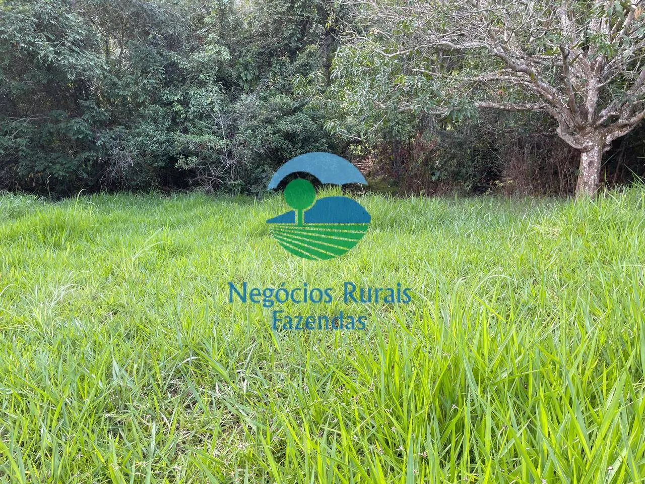 Fazenda à venda de 145 ha em Campinaçu, GO, Brasil