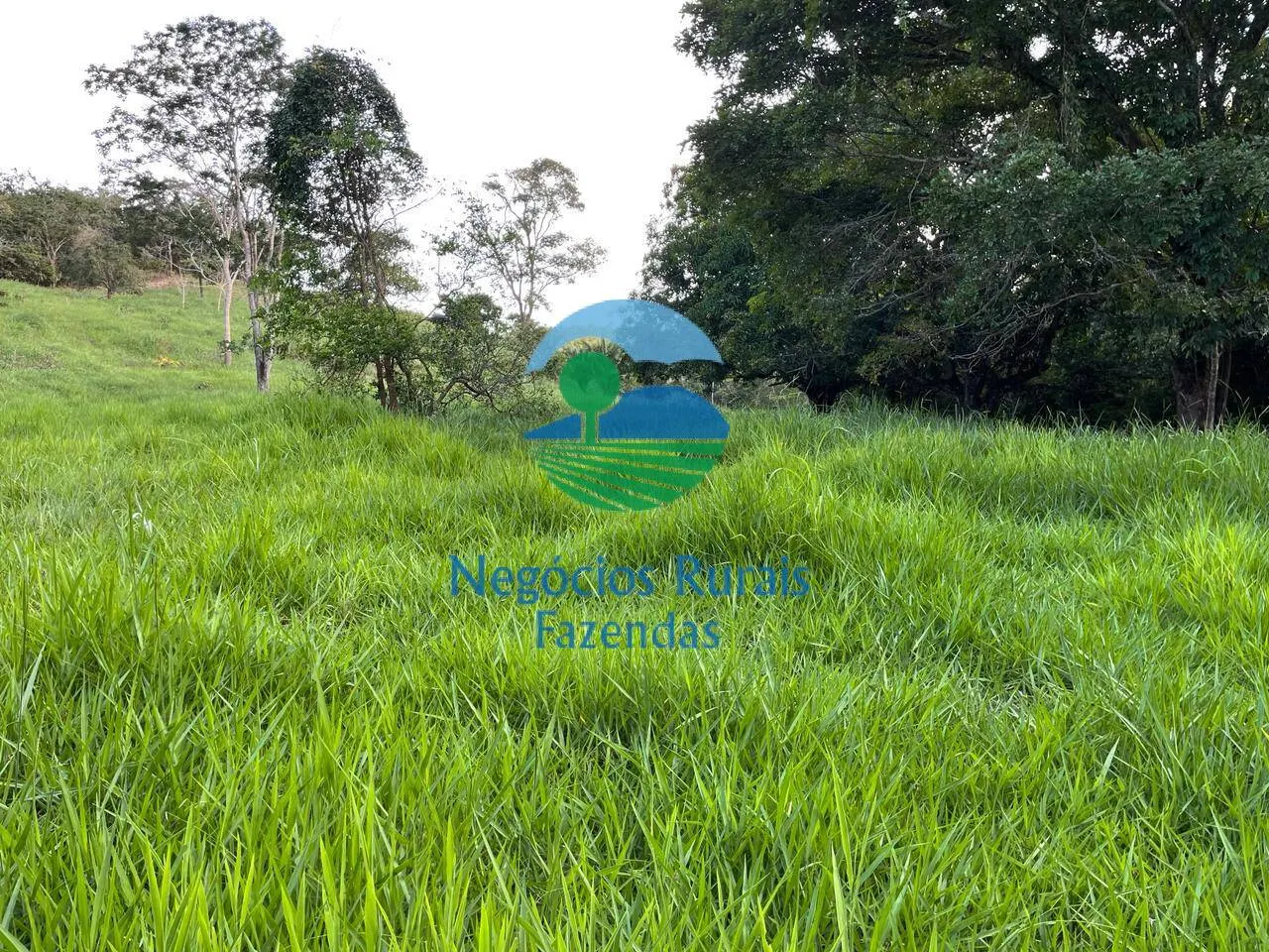 Fazenda à venda de 145 ha em Campinaçu, GO, Brasil