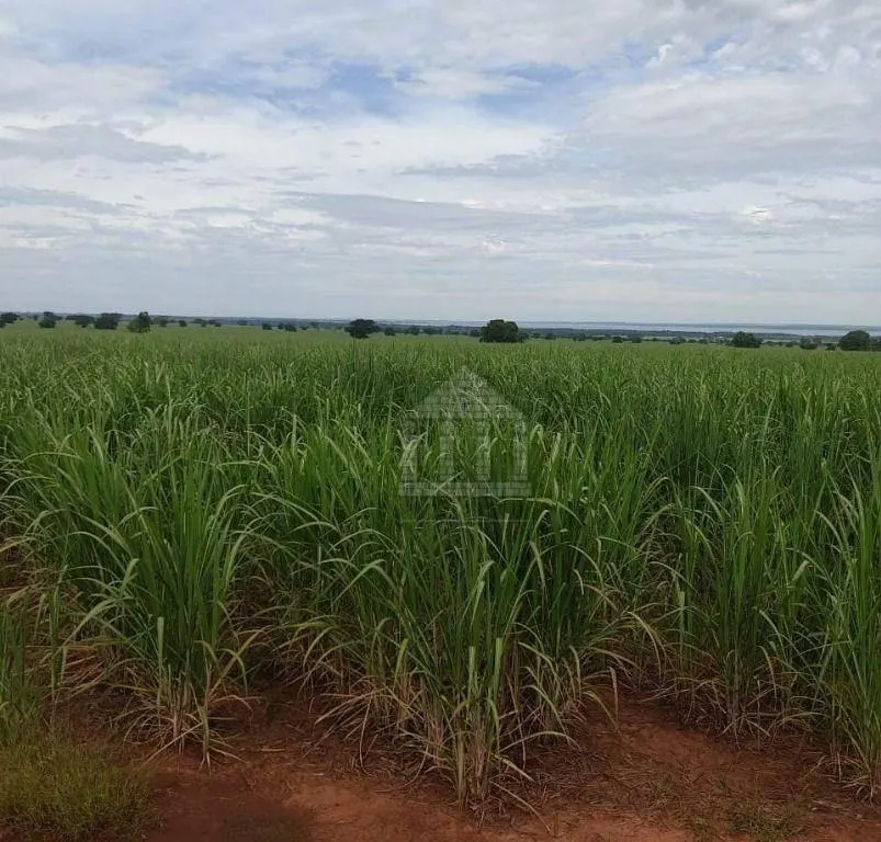 Fazenda à venda de 130 ha em Panorama, SP, Brasil