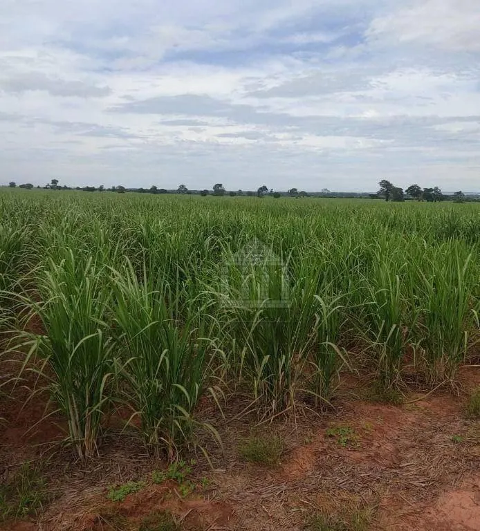 Fazenda à venda de 130 ha em Panorama, SP, Brasil