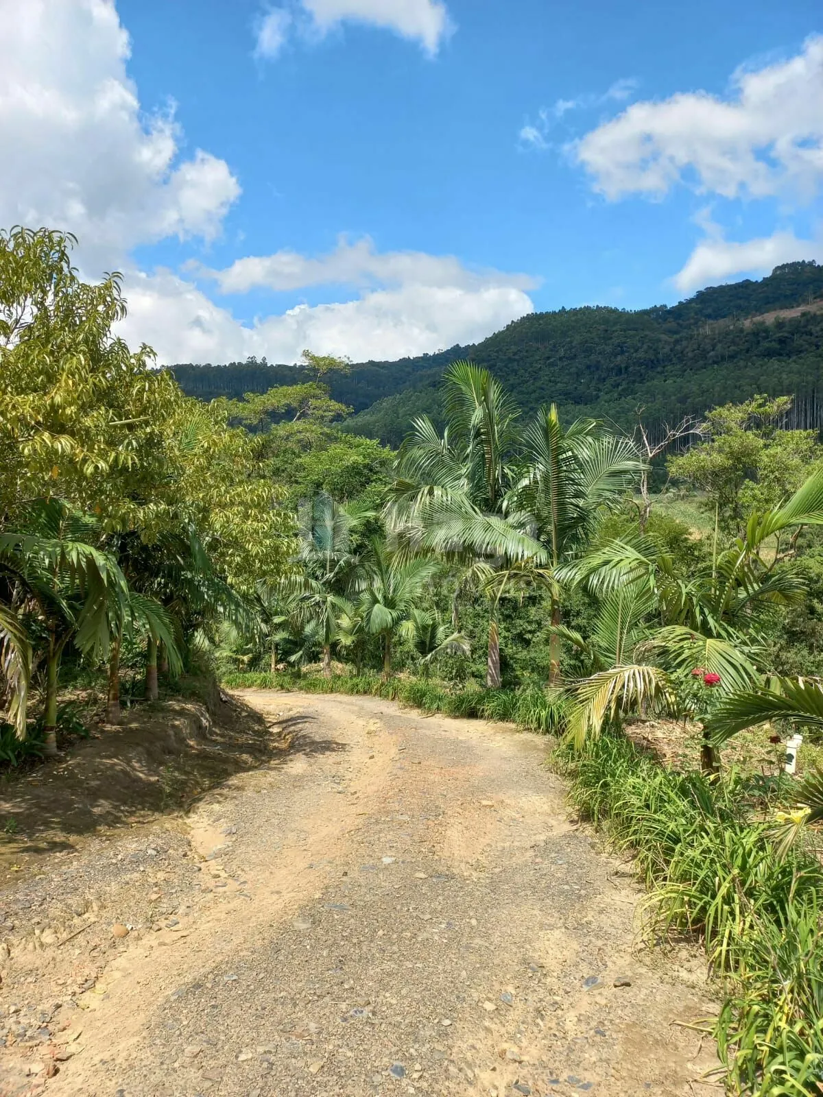 Chácara à venda de 1 ha em José Boiteux, SC, Brasil