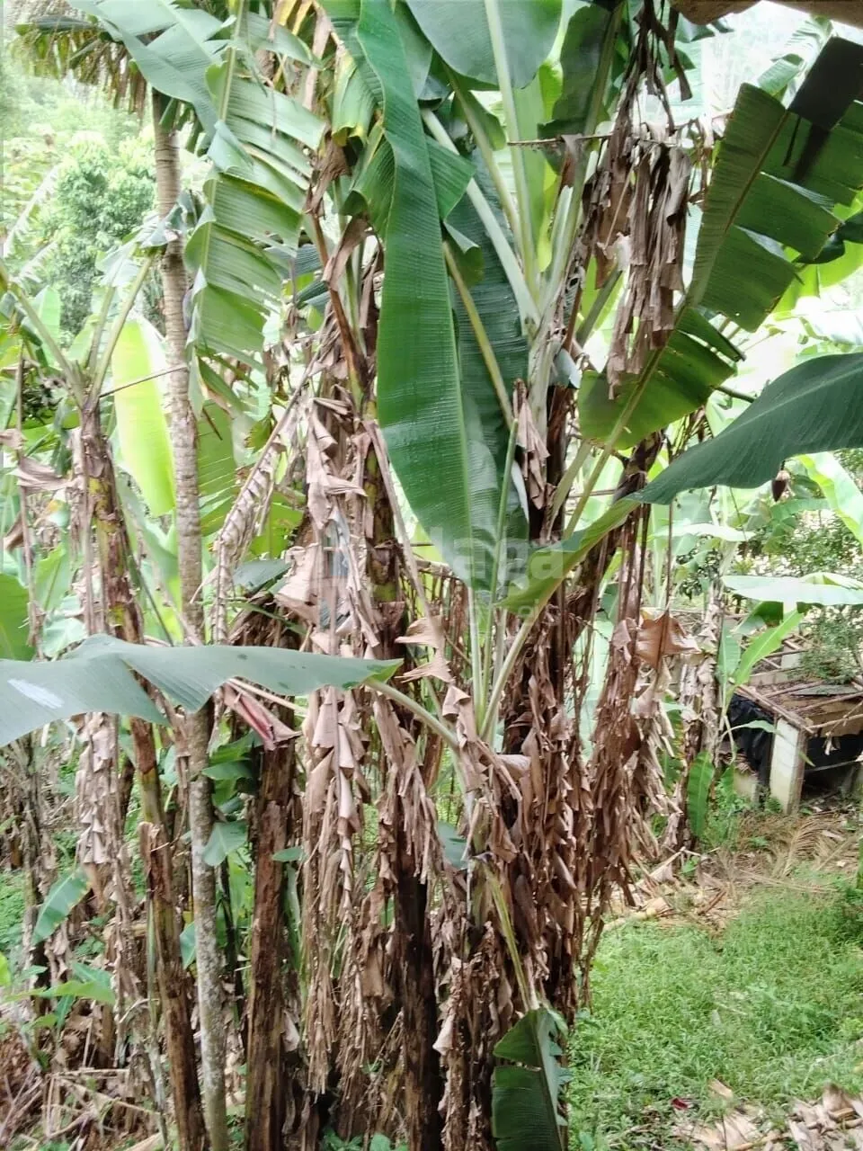 Country home for sale of 2,400 m² in Nova Trento, SC, Brazil