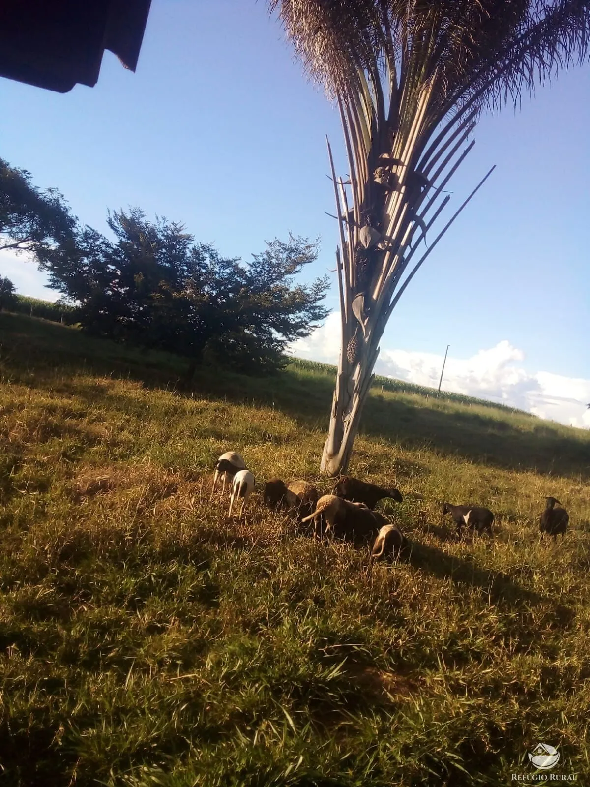 Sítio à venda e para Arrendar de 50 ha em Peixoto de Azevedo, MT, Brasil