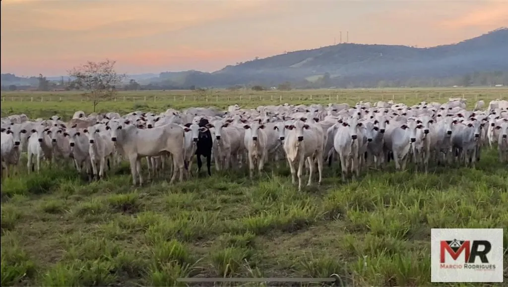 Fazenda à venda de 175 ha em Careaçu, MG, Brasil