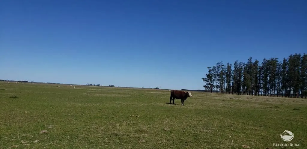 Fazenda à venda de 9.112 ha em Santana do Livramento, RS, Brasil