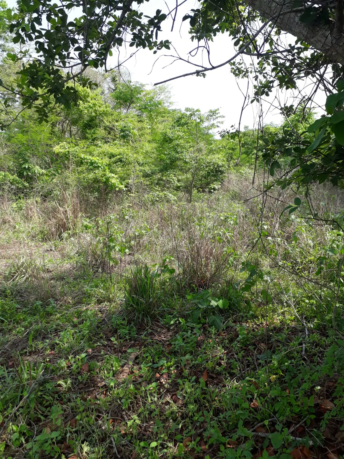 Fazenda à venda de 1.007 ha em Monte Santo do Tocantins, TO, Brasil