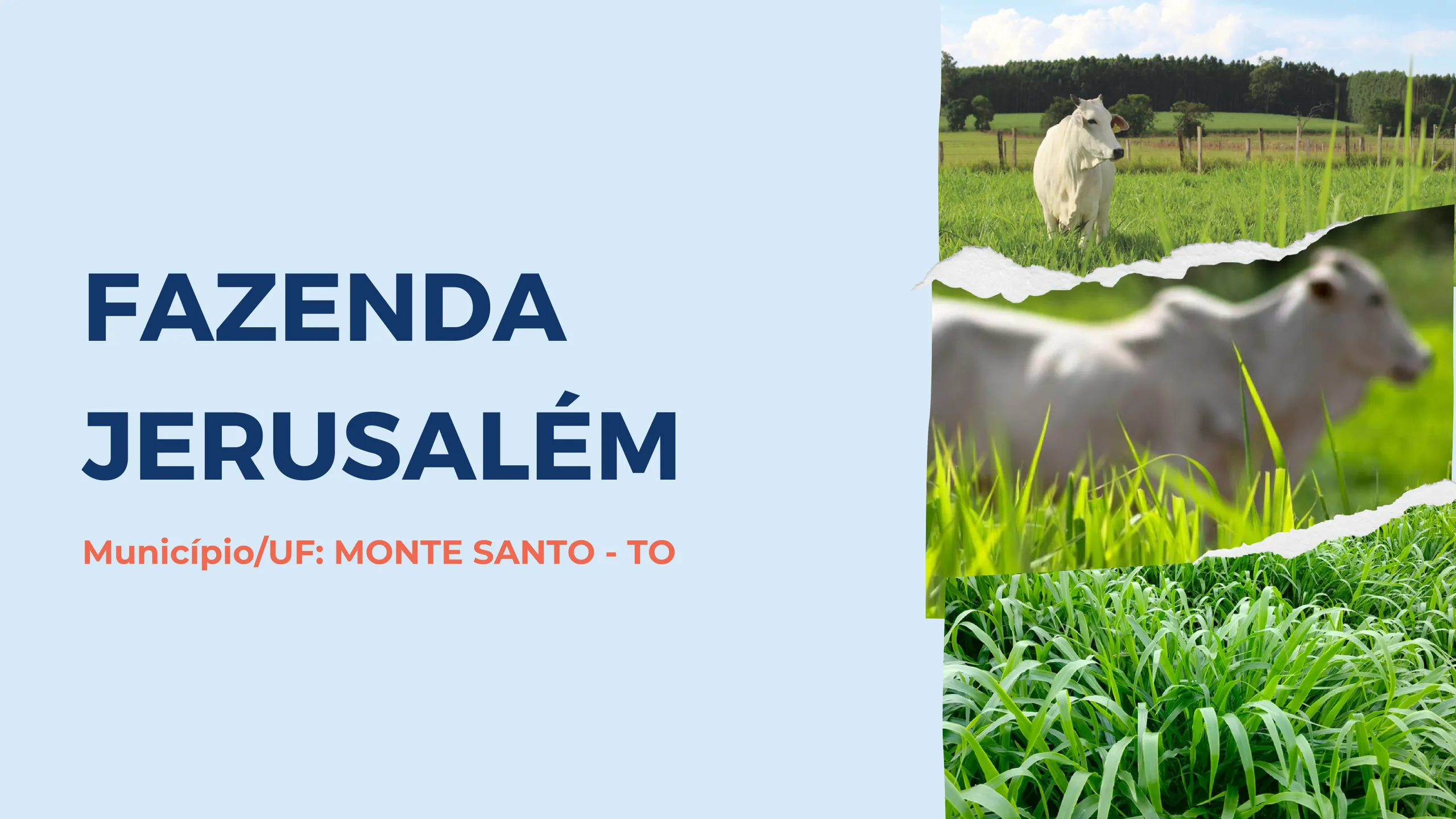 Fazenda à venda de 1.007 ha em Monte Santo do Tocantins, TO, Brasil