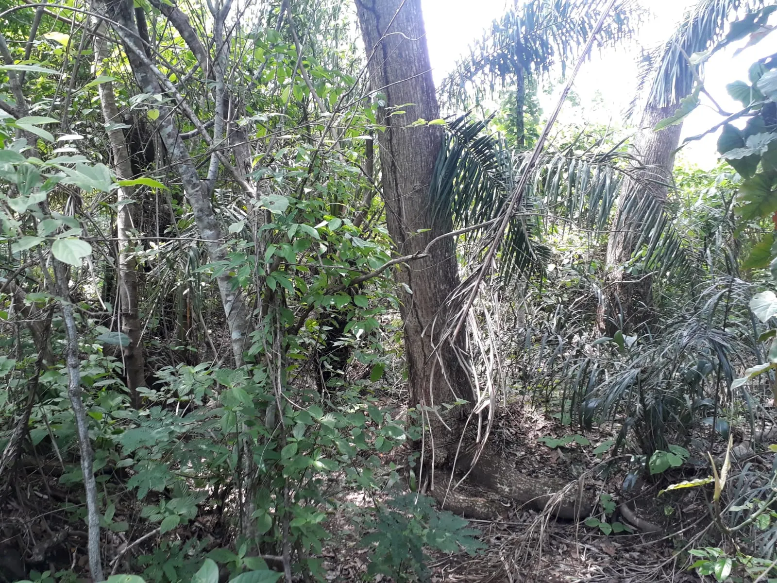 Fazenda à venda de 1.007 ha em Monte Santo do Tocantins, TO, Brasil