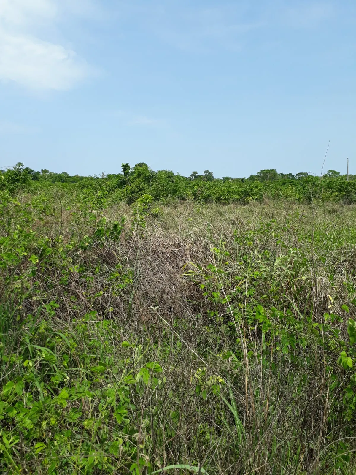 Fazenda à venda de 1.007 ha em Monte Santo do Tocantins, TO, Brasil