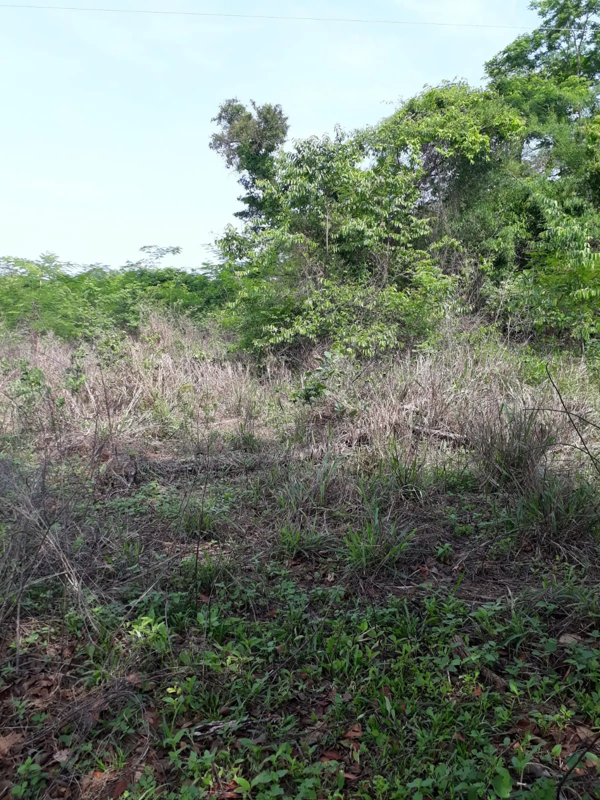 Fazenda à venda de 1.007 ha em Monte Santo do Tocantins, TO, Brasil