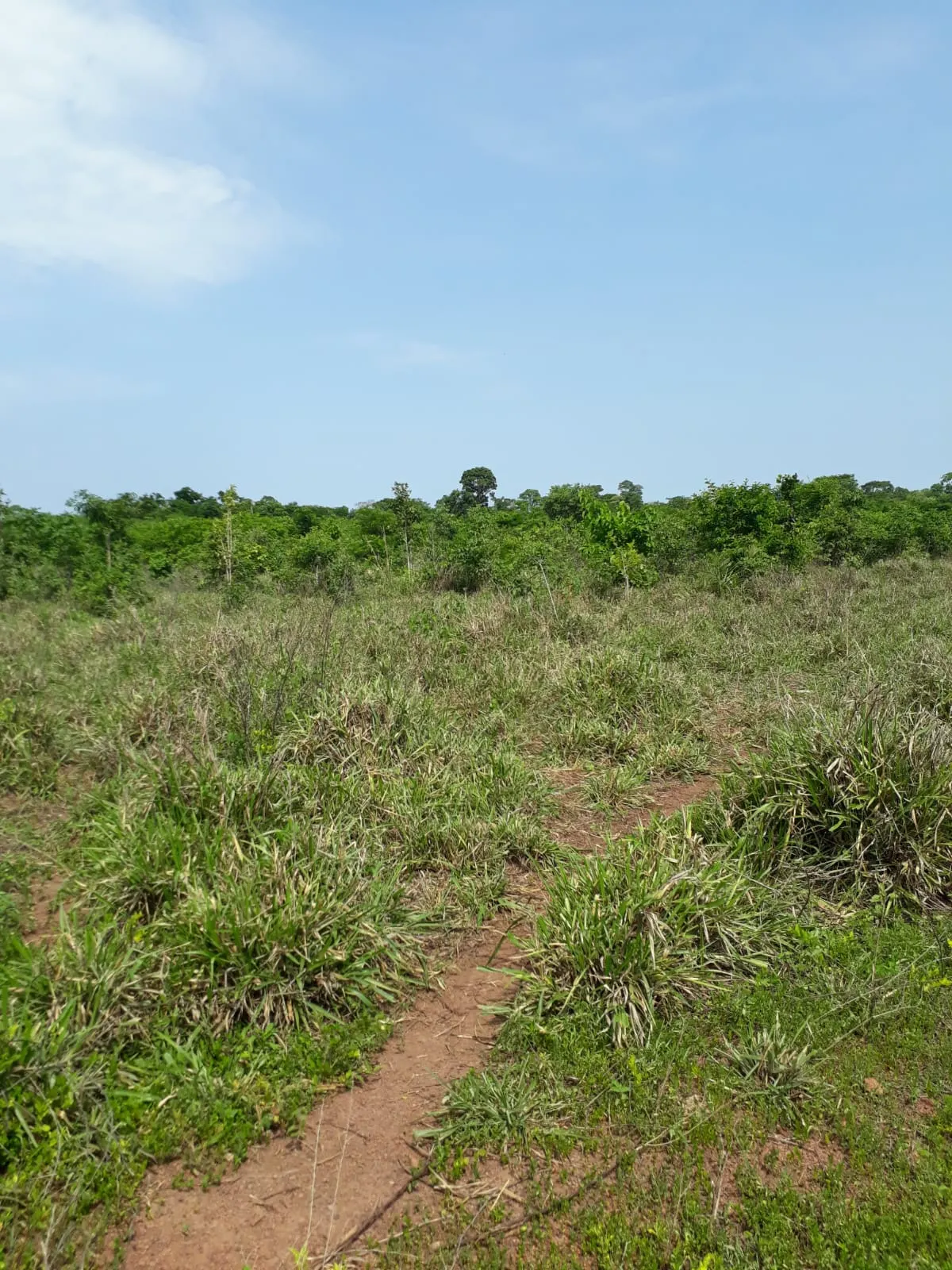 Fazenda à venda de 1.007 ha em Monte Santo do Tocantins, TO, Brasil