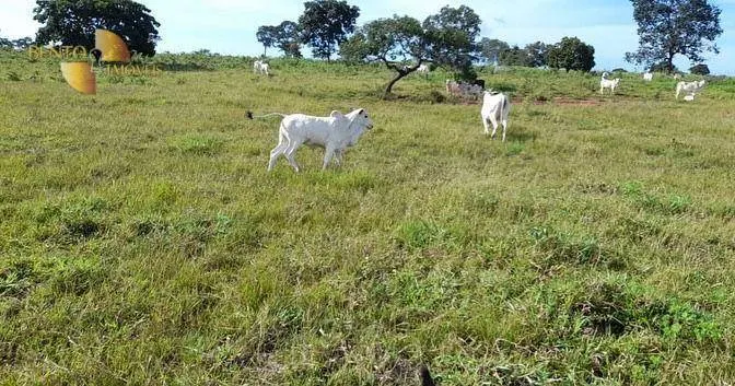 Fazenda à venda de 1.140 ha em Torixoréu, MT, Brasil