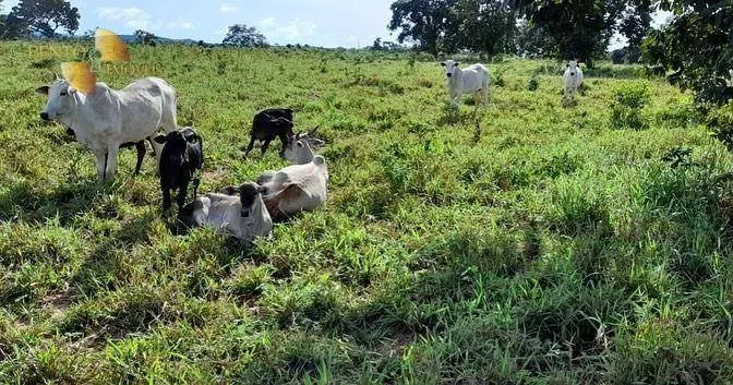 Fazenda à venda de 1.140 ha em Torixoréu, MT, Brasil