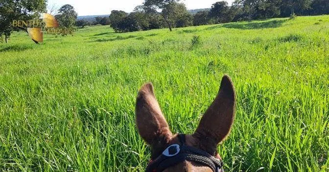 Fazenda à venda de 1.140 ha em Torixoréu, MT, Brasil