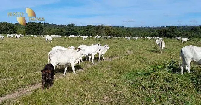 Fazenda à venda de 1.140 ha em Torixoréu, MT, Brasil