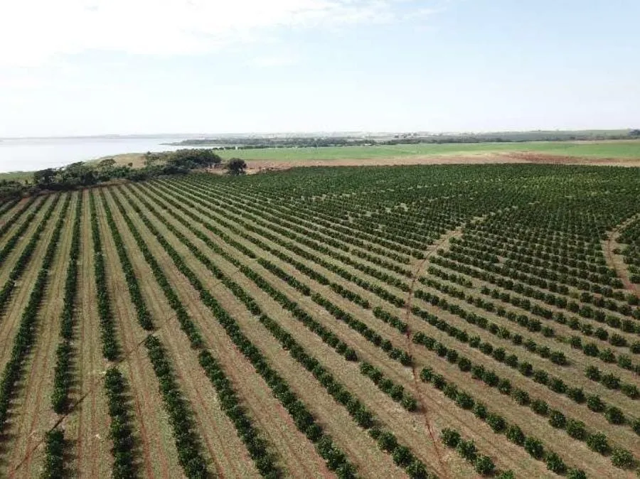 Fazenda à venda e para Arrendar de 158 ha em Cardoso, SP, Brasil