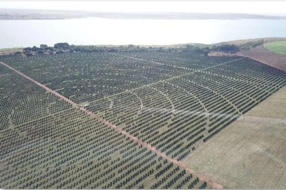 Fazenda à venda e para Arrendar de 158 ha em Cardoso, SP, Brasil