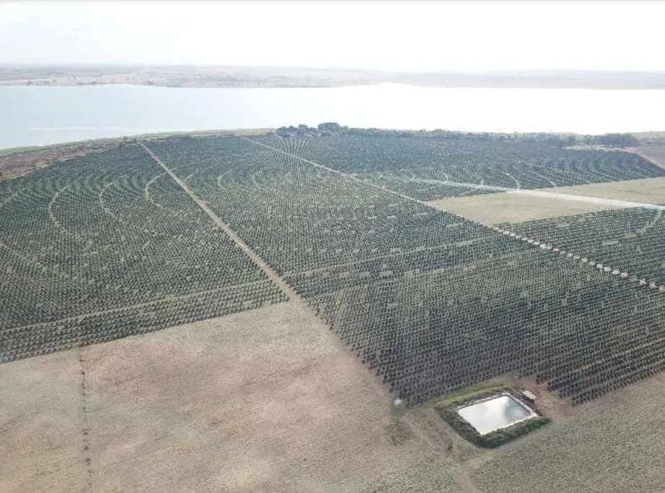 Fazenda à venda e para Arrendar de 158 ha em Cardoso, SP, Brasil