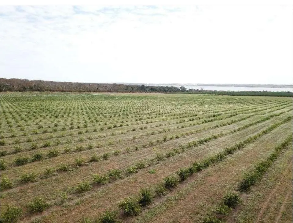 Fazenda à venda e para Arrendar de 158 ha em Cardoso, SP, Brasil