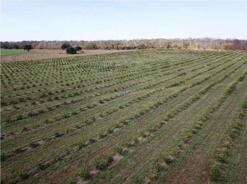 Fazenda à venda e para Arrendar de 158 ha em Cardoso, SP, Brasil