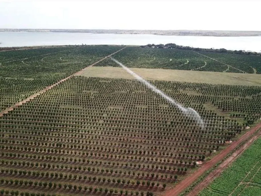 Fazenda à venda e para Arrendar de 158 ha em Cardoso, SP, Brasil