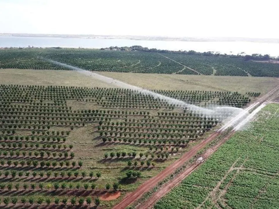Fazenda à venda e para Arrendar de 158 ha em Cardoso, SP, Brasil