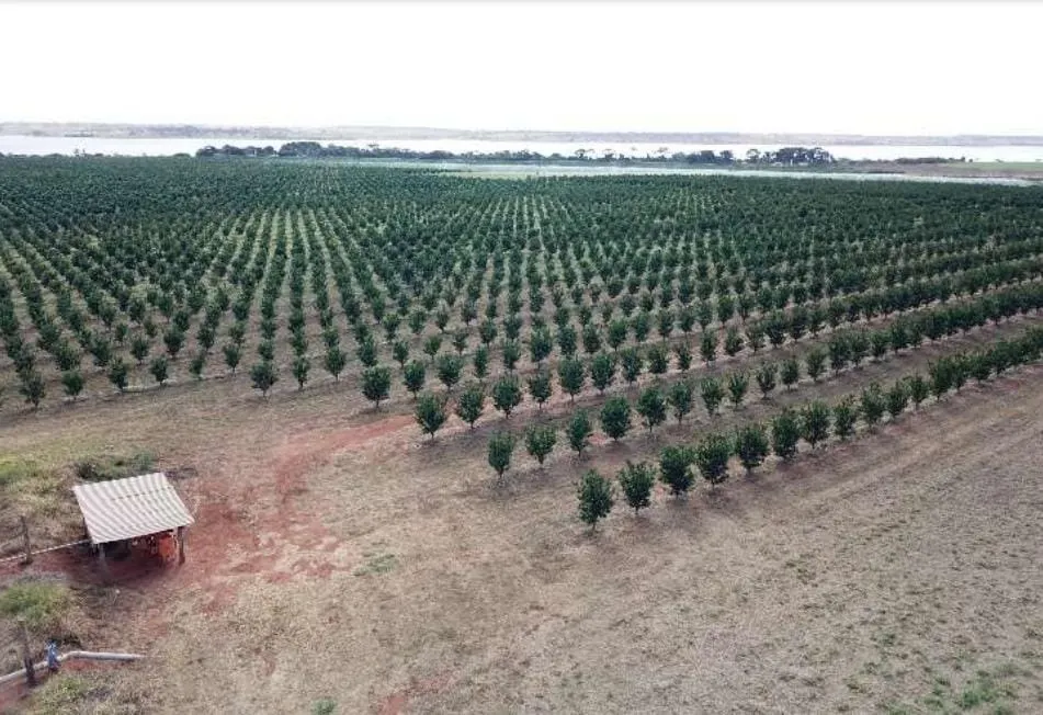 Fazenda à venda e para Arrendar de 158 ha em Cardoso, SP, Brasil