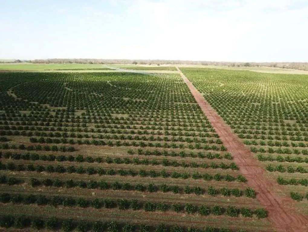 Fazenda à venda e para Arrendar de 158 ha em Cardoso, SP, Brasil