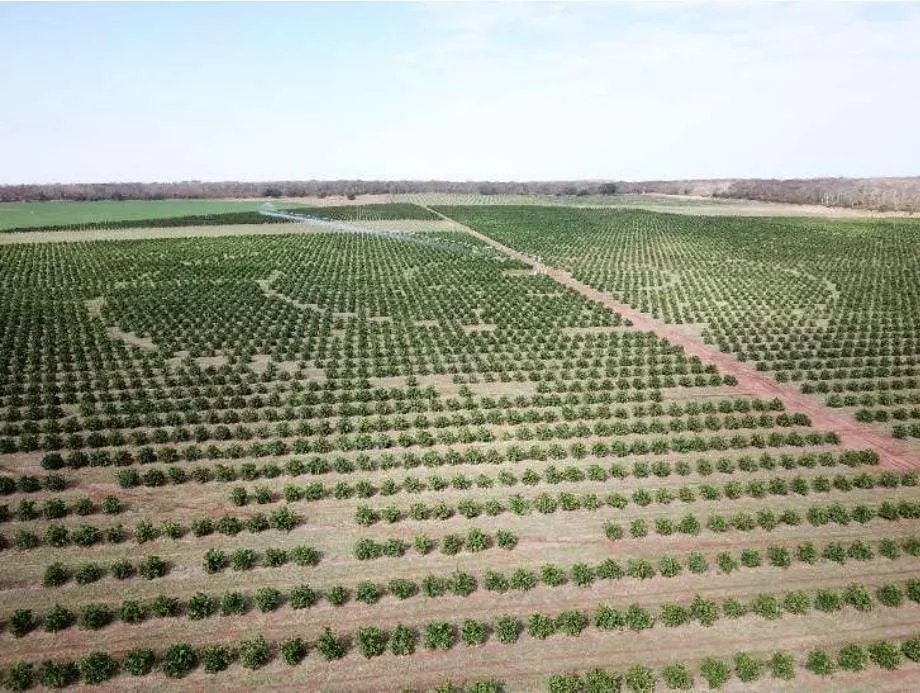 Fazenda à venda e para Arrendar de 158 ha em Cardoso, SP, Brasil