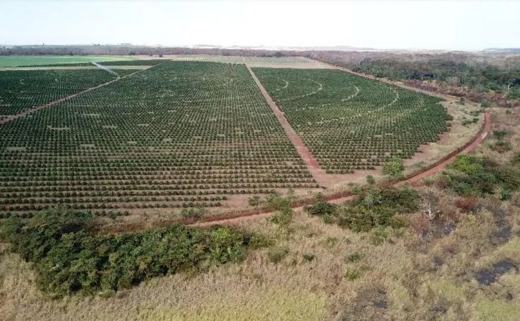 Fazenda à venda e para Arrendar de 158 ha em Cardoso, SP, Brasil