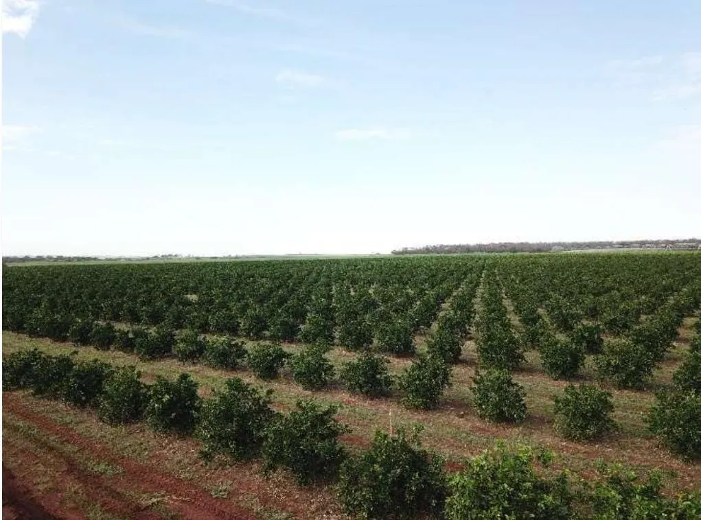 Fazenda à venda e para Arrendar de 158 ha em Cardoso, SP, Brasil